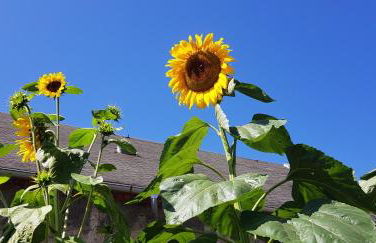 Hossies Hof - Luxus Ferienhaus Scheune - Foto 26