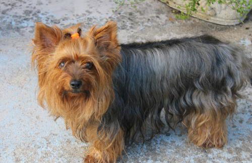 Studio Malou, cuisine, salle d'eau, terrasse amenagée - Foto 27