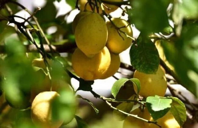 Villa Asia - Foto 71