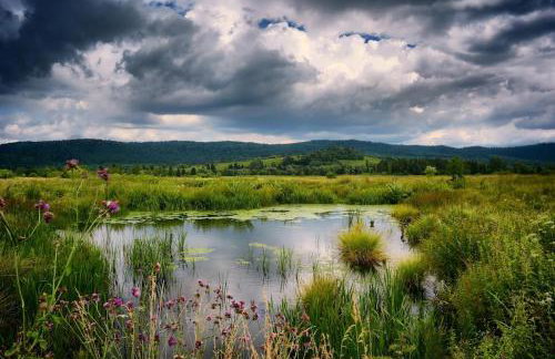 Gawra Gustawa - Foto 33