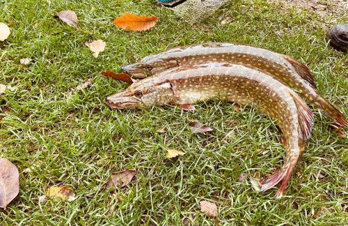 JZ Guest Ranch - Foto 34