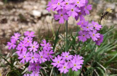 Agritur Belsogno B&B - Foto 86