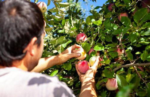 Casa da Eira "Lavoura da Bouça - Fruta Bio" - Foto 42