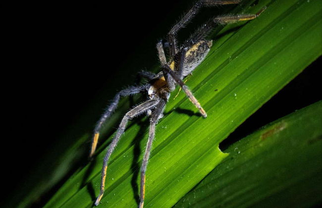 Senderismo nocturno por Tortuguero - Foto 7