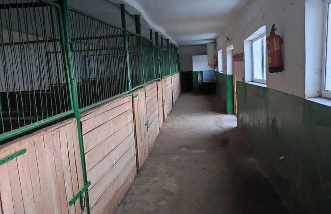 ESCUS HORSES - Foto 29