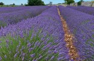 La Maréchale et ses 4 appartements à la location - Foto 30