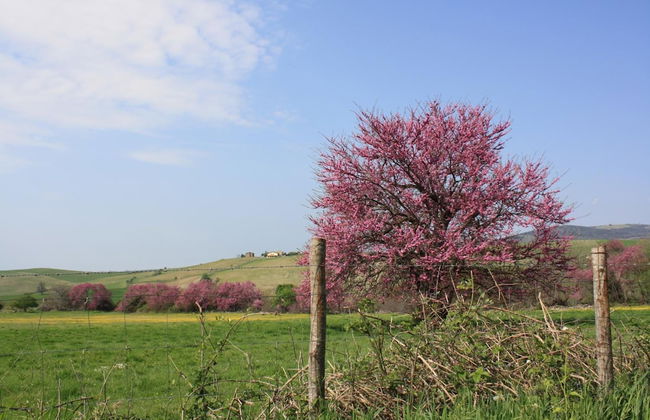 I Sicomori - Seme di Carota - Glamping e appartamenti con piscina a Saturnia - Foto 28