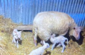 La maison d'Apolline - Photo 21