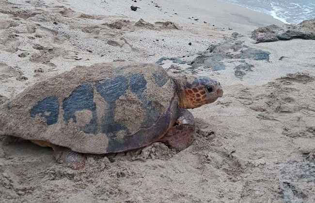 Avistamiento nocturno de tortugas marinas - Foto 6