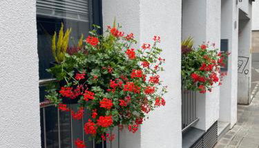 City Nowa 1 - Foto 3