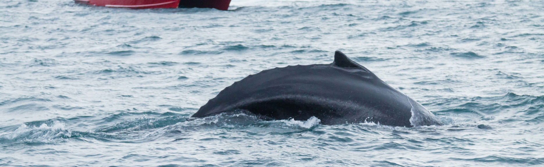 Avistamento de baleias em Akureyri