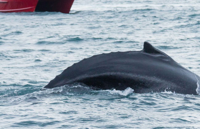 Observation de baleines à Akureyri - Photo 1