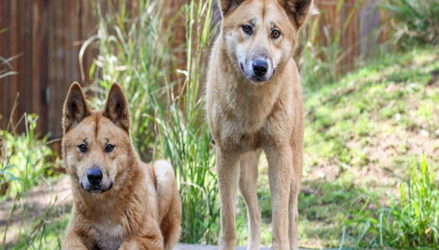 Santuario dei koala di Lone Pine - Foto 3