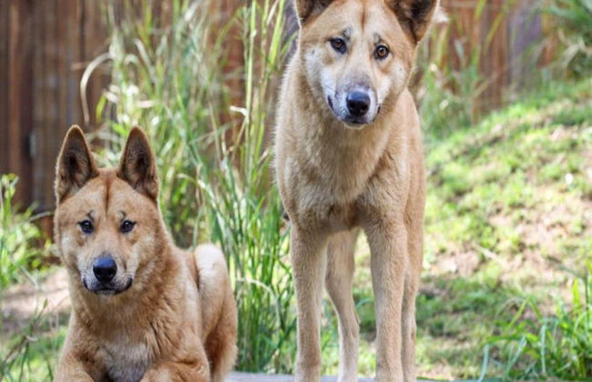 Santuario dei koala di Lone Pine - Foto 3