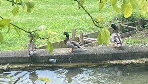 Gîte de la Roseraie - Photo 3