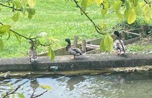 Gîte de la Roseraie - Foto 3