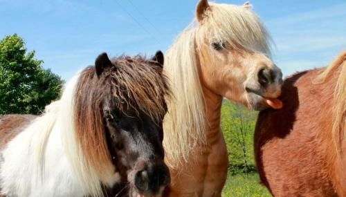 Fairhill Farm Country Vacation Rentals - Foto 2