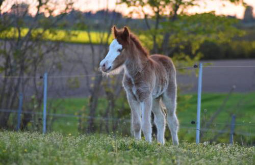 Ostseebauernhof Schönhagen - Foto 40