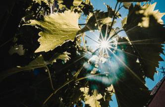 Ferienwohnung Solaris - Foto 25