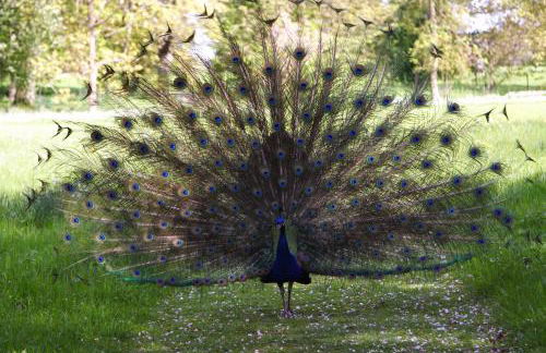 Alexander House - Foto 39