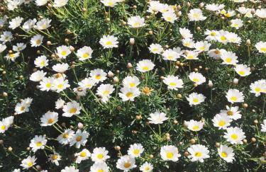 La Casa di Lice - Foto 8