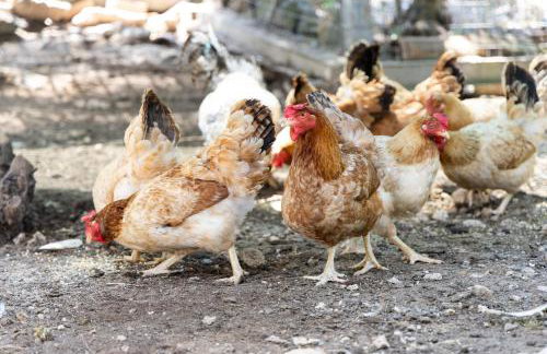 Stunning Evia Sea View Country House - Foto 38