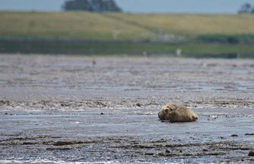 Haus Horizont - Foto 53