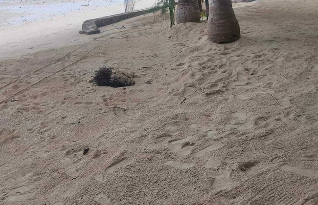 Mamatua N. Saleo Villa - Foto 36