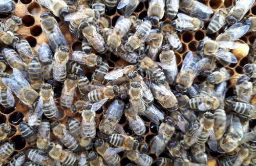 Ferienwohnung NatuRaum - Photo 17