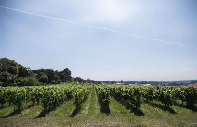 Quinta do Paço D'Anha - Foto 29