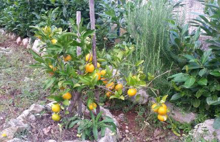 Apartment Sajković - Foto 19