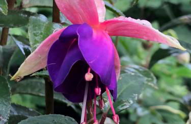 Quinta da Pavoa - Cottage House - Photo 67