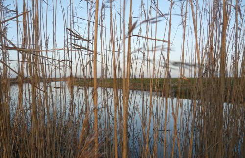 Cottage in Brookland Near Romney Marsh Beach - Photo 38
