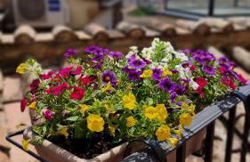 Le Contrade - Foto 44