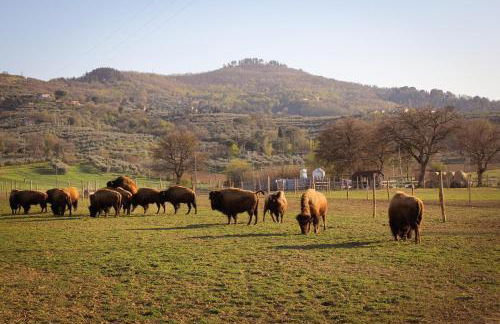 Terra dei Bisonti - Foto 47