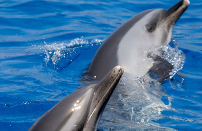 Nage avec des dauphins à Terceira - Photo 3