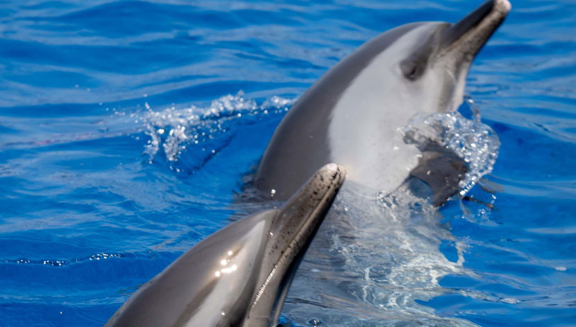 Nage avec des dauphins à Terceira