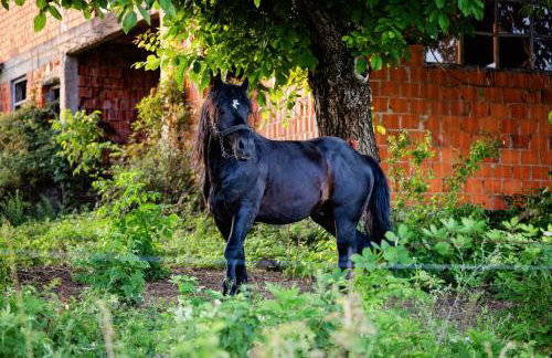Kozline Kordun - Foto 76