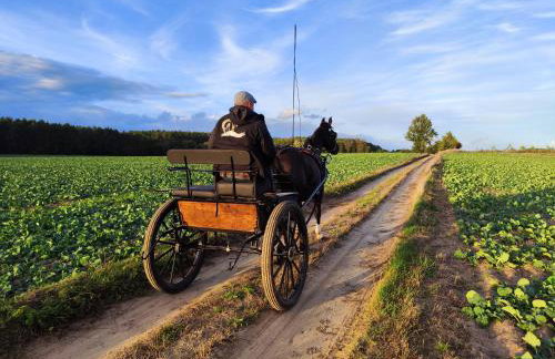 Vigor Horses - Foto 71