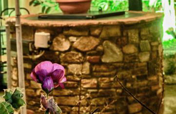 Plumeria Flowery - Foto 20