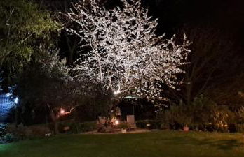 Il giardino segreto - Foto 3