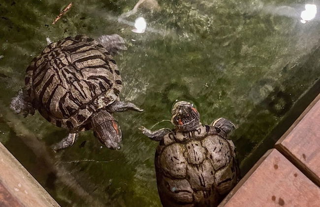 Bangsar Private Pool Villa Kuala Lumpur - Photo 79