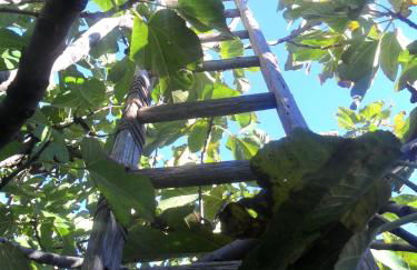 Colle Bianco - Foto 19