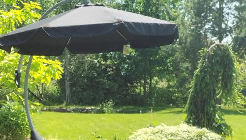 Białowieski Dworek do 10 Gości - Foto 2