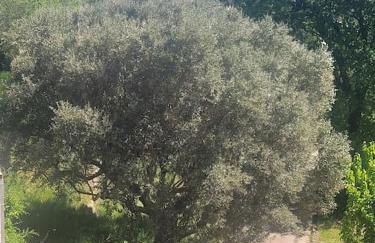 Le Mas Les Salamandres - Foto 52