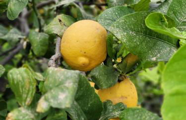 Typical house in a Sicilian village - Photo 17
