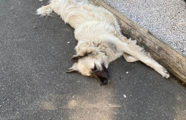 Gasthof zur Sägemühle - Foto 15