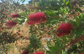 Dependance Pavoncella - Foto 20