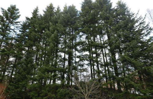 Rodzinny Dom Wypoczynkowy - Foto 5