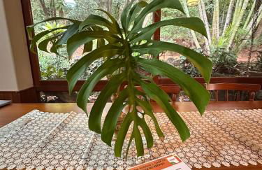 Maravilhosa Casa da Floresta - Foto 46